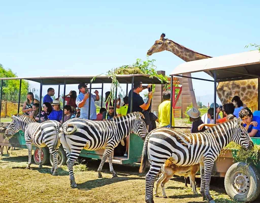 Safari de Rancagua - Santiago com crianças 