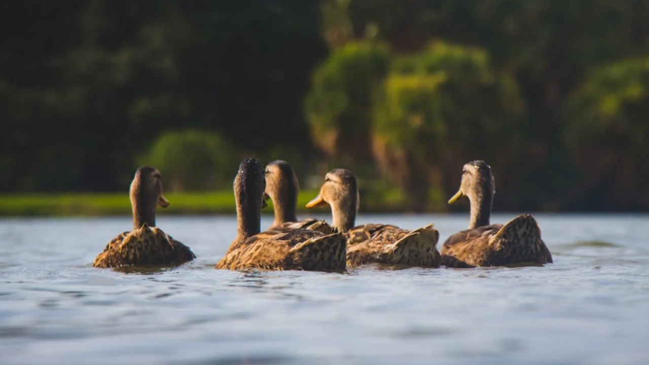 Uma fileira de patos nadando calmamente em um lago, com um fundo de vegetação densa, compondo uma cena tranquila e natural.