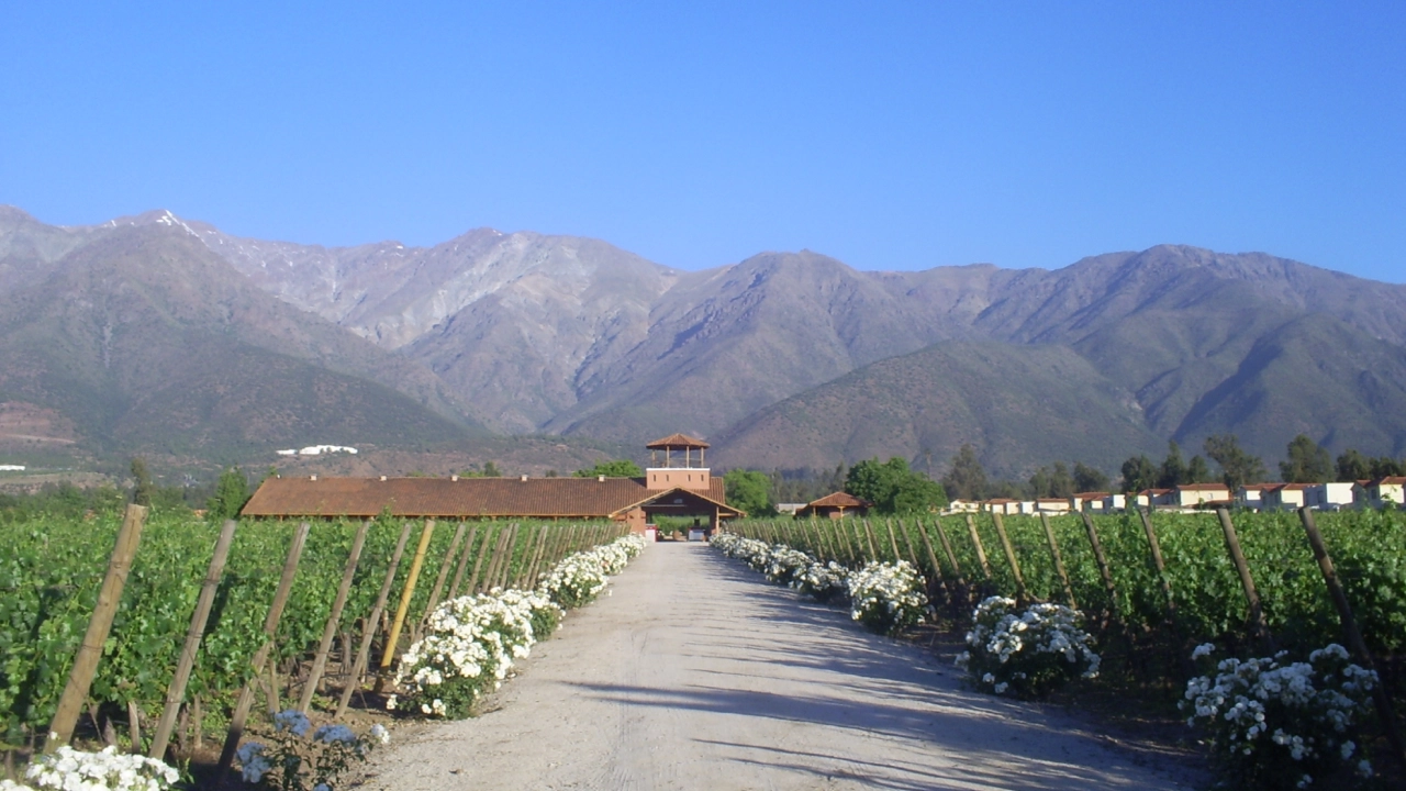 Vinícola no Chile com uma estrada ladeada por vinhedos floridos e montanhas ao fundo, sob um céu azul claro.