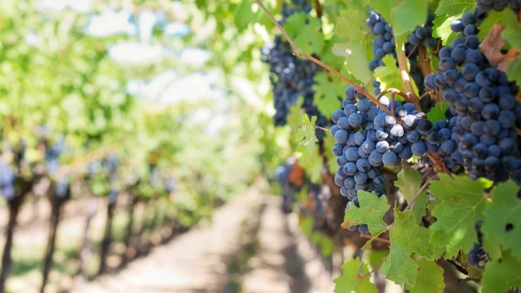 Vinhedo com cachos de uvas roxas prontas para colheita, iluminados pelo sol e cercados por folhas verdes exuberantes.