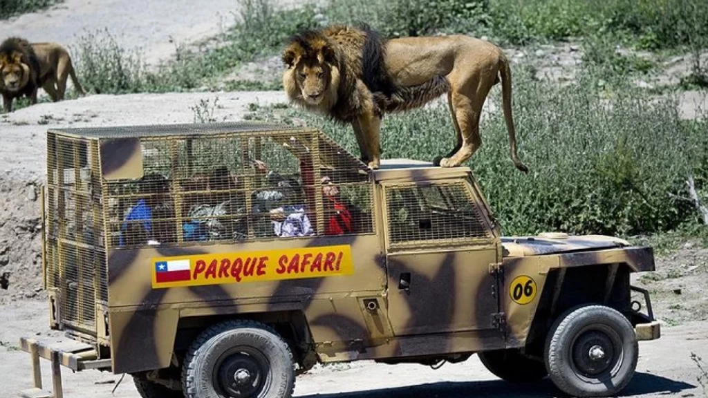 Leão no topo de um veículo de safári no Parque Safari em Rancagua.